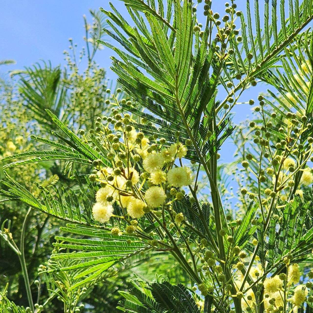 モリシマアカシア | 樹木や花木の種子 一覧 - KUGEL クーゲル