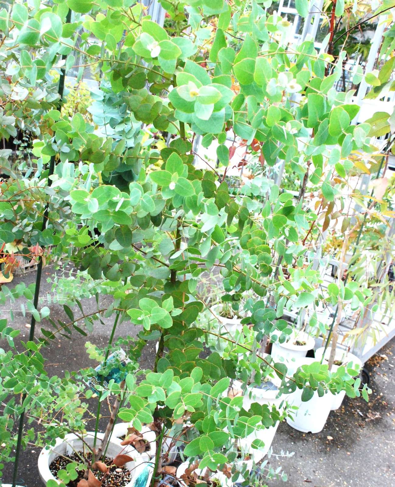 ユーカリ・アップルボックス(ユーカリ・ブリジシアナ) – ハート型の葉
