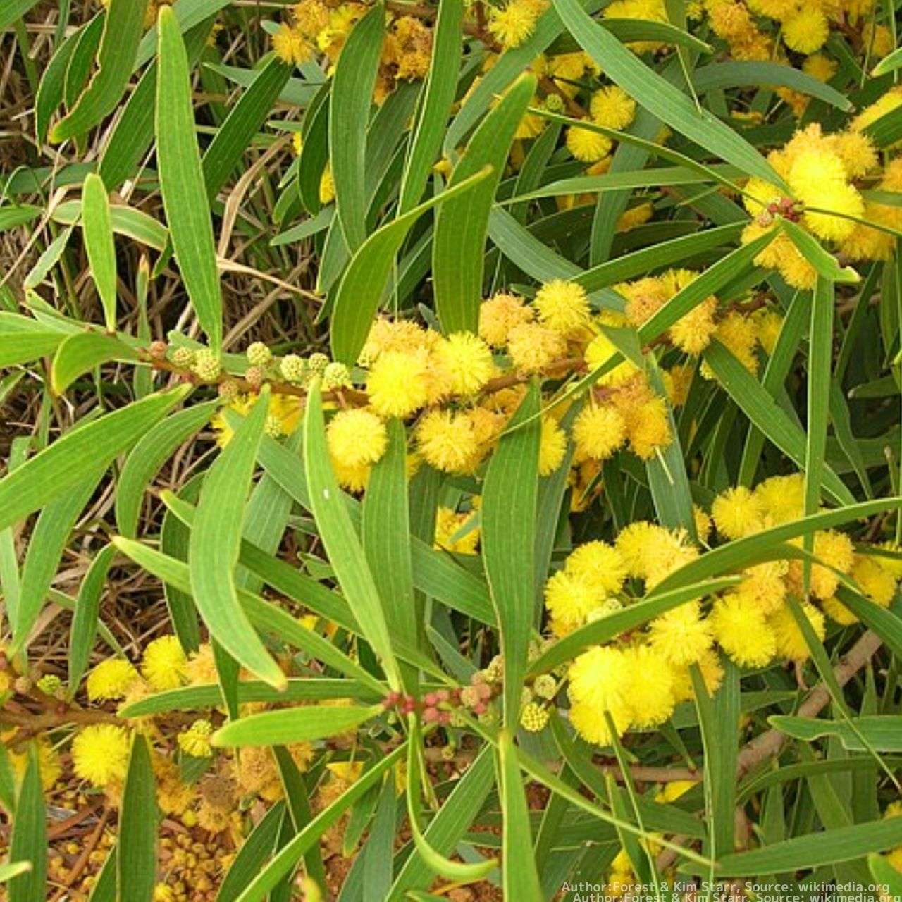 アカシア ソウシジュ(相思樹) 別名：アカシアコンフューサ、タイワンアカシア | 樹木や花木の種子 一覧 - KUGEL クーゲル
