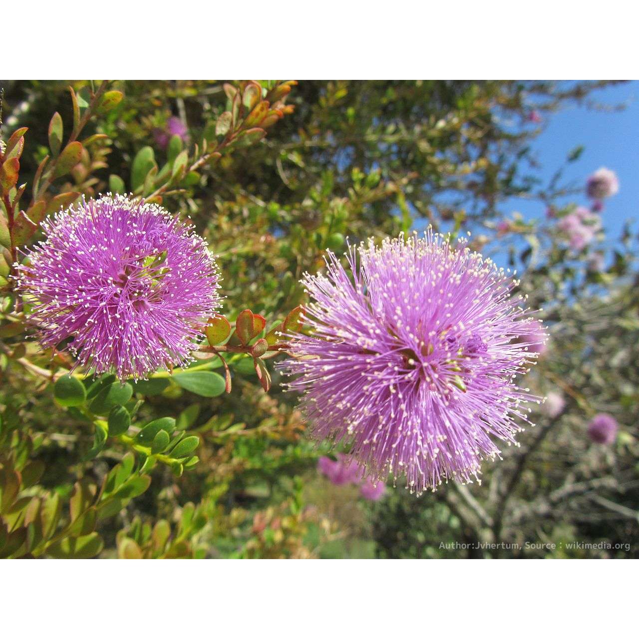 メラレウカ・ネソフィラ(ハニーマートル) – ポンポンのような紫色の花