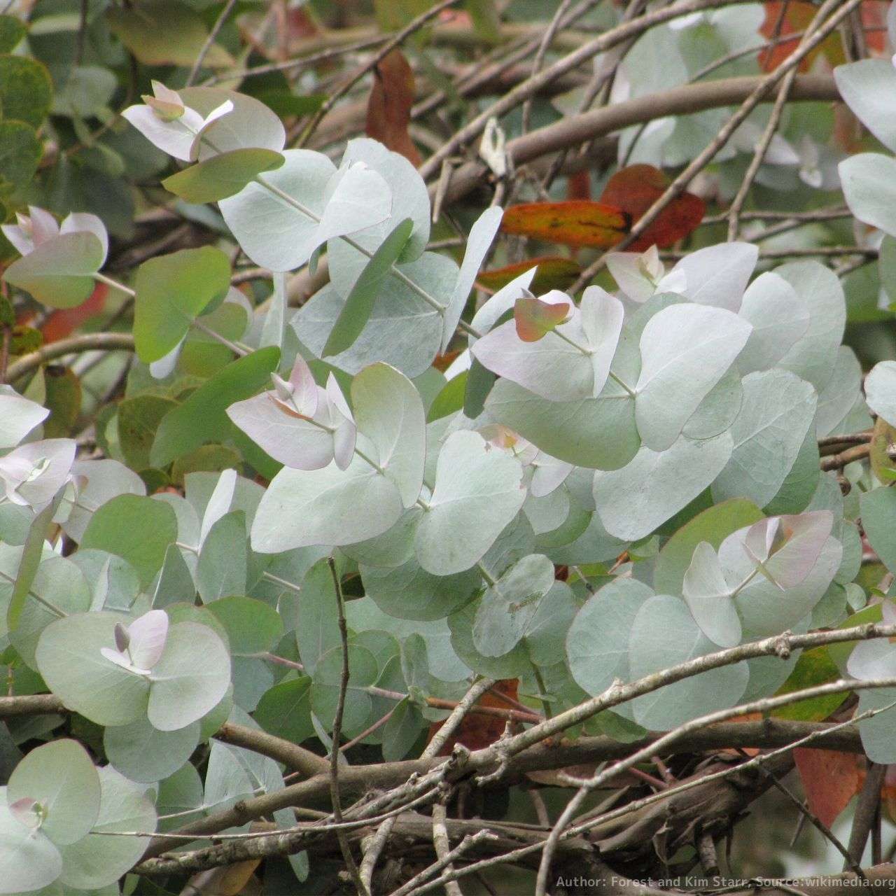 ユーカリ銀丸葉(ユーカリ・シネレア) – 白銀色の葉 – 取り扱い植物の 