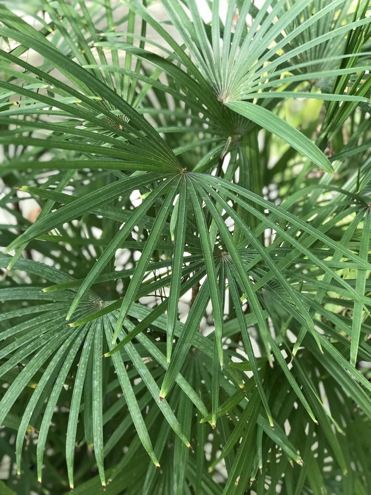 雲南棕櫚竹（ウンナンシュロチク） – 観葉植物の紹介